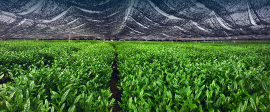 A large matcha green tea plantation with a mesh roof covering it