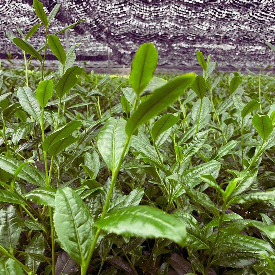 Close-up of organic Ujihikari tea leaves grown under traditional shading in Uji, Kyoto – ideal for premium matcha production.