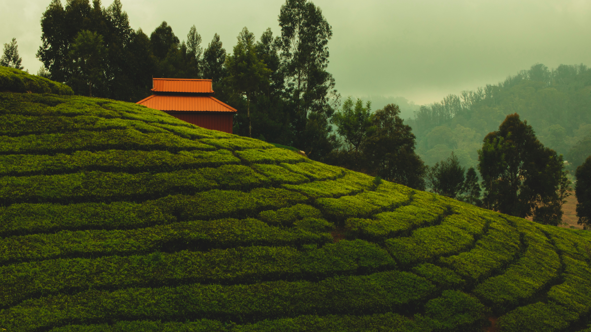 Green tea field with a terra-cotta style farm house