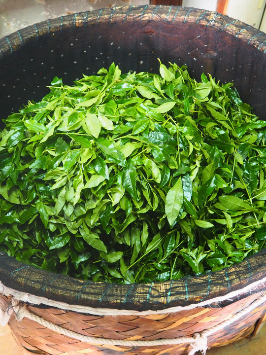 Freshly picked organic matcha tea leaves in a traditional woven basket before steaming in Kyoto, Japan.