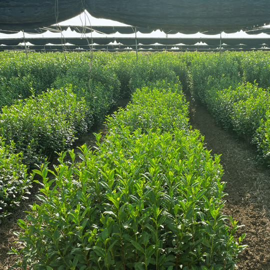 An image of a tea farm in Uji city which has shade coverings to block sunlight