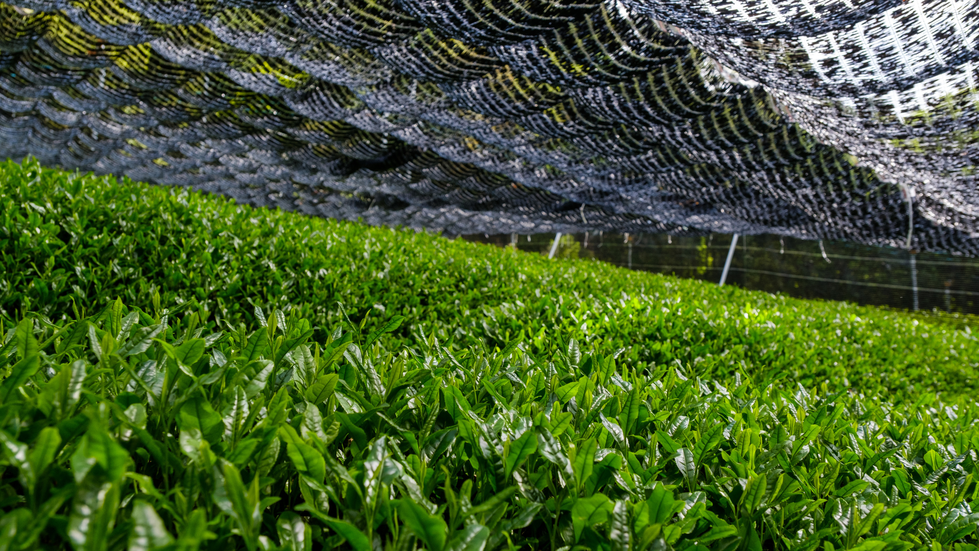 A matcha green tea field covered from the sunlight A matcha green tea field covered from the sunlight
