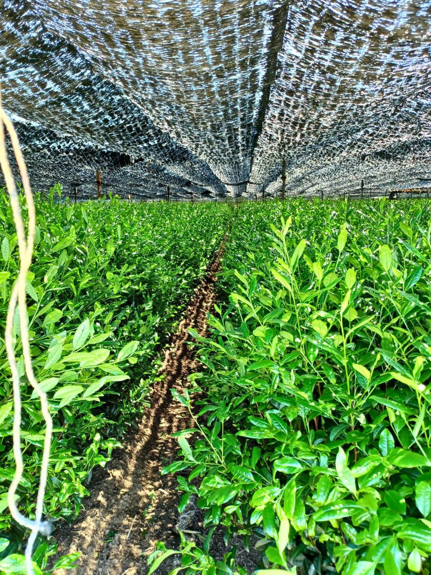 Shaded Uji matcha tea farm with vibrant green tea plants growing under traditional black cloth canopy in Kyoto, Japan.