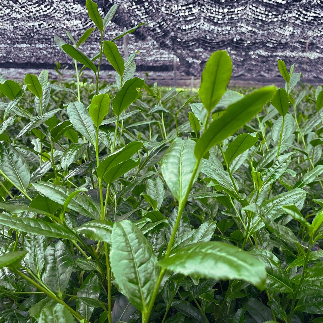 Close up image of matcha tea leaves growing Close up image of matcha tea leaves growing