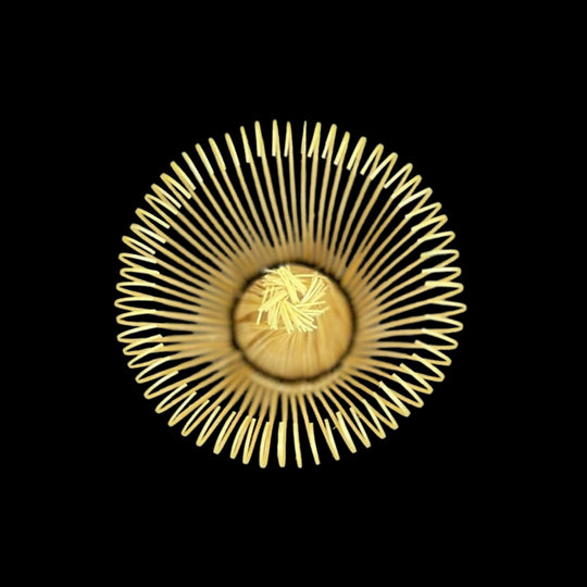 Top view of handcrafted bamboo matcha whisk (chasen) from Takayama, Japan, showcasing fine inner and outer prongs against black background.