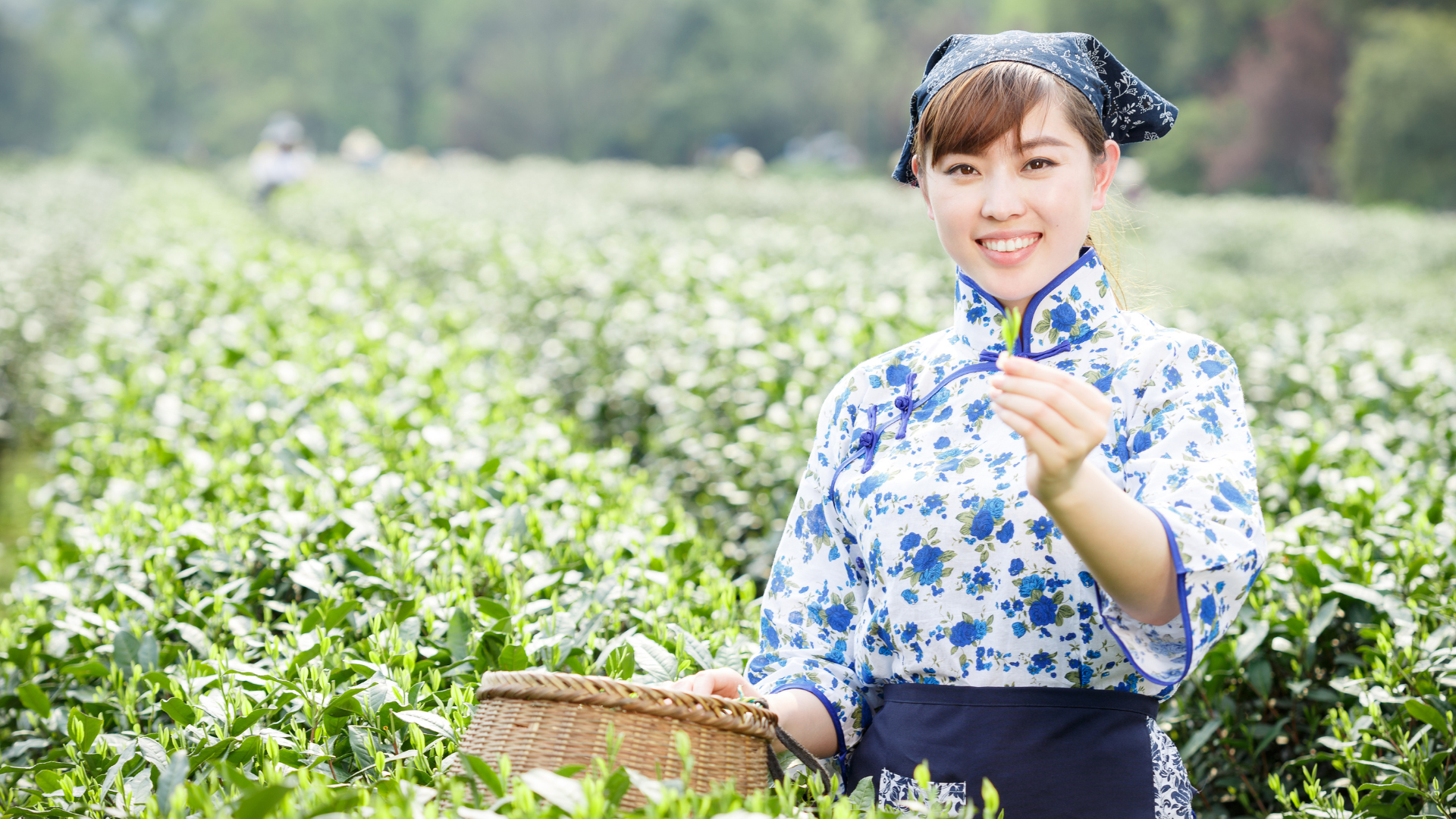 Tea picking in Uji Tea picking in Uji
