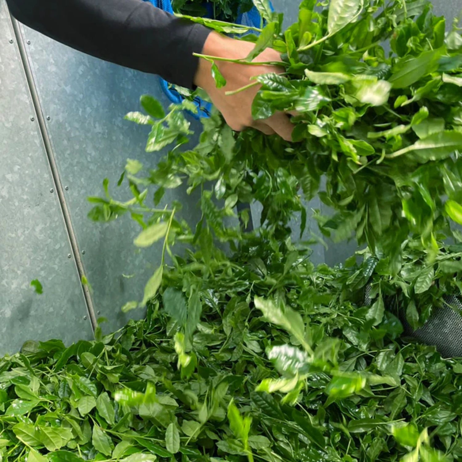 Hand processing freshly picked Uji, Kyoto tea leaves for matcha—close-up of green leaves tumbling.