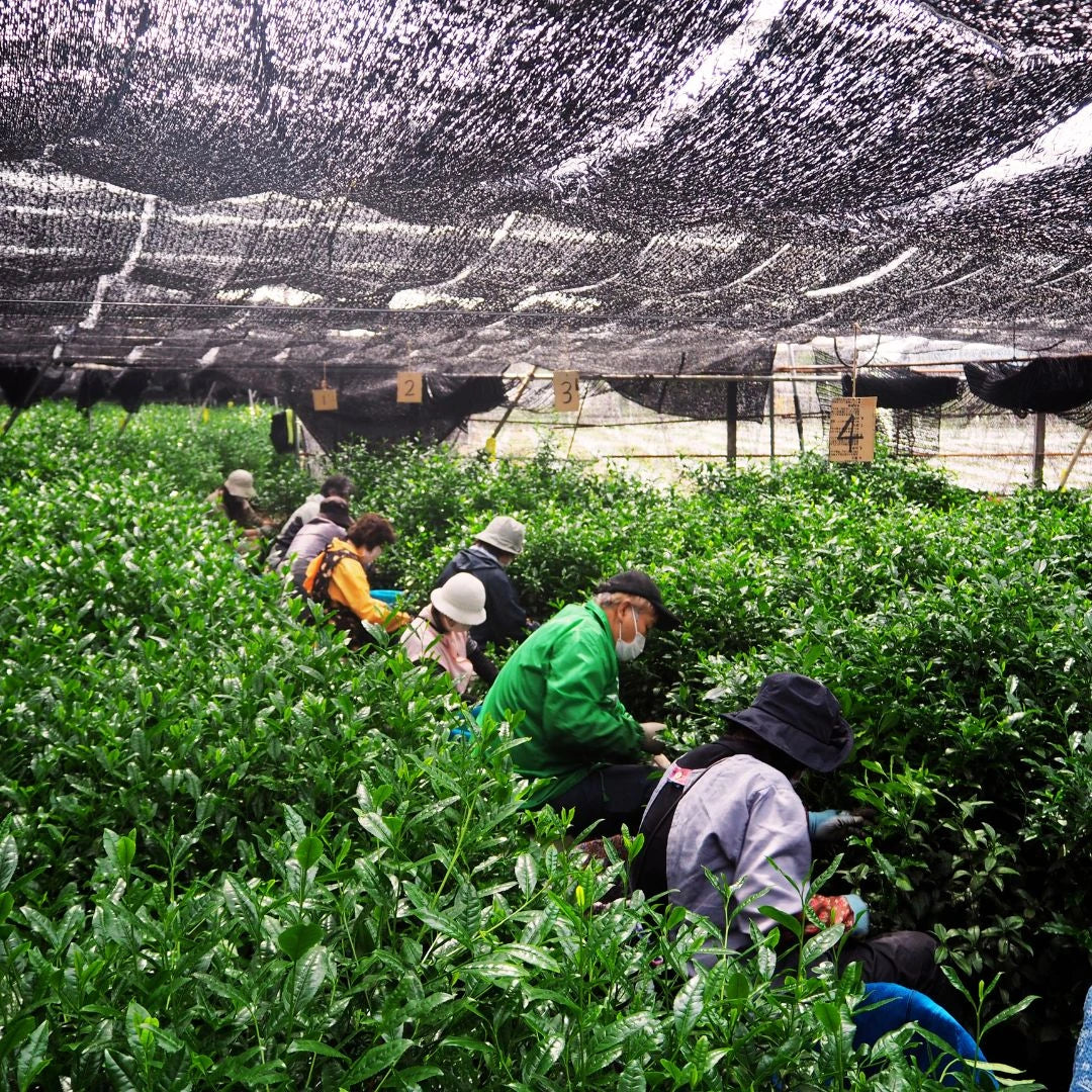Tea pickers harvesting shaded Uji, Kyoto tea leaves by hand under canopy nets for premium matcha.