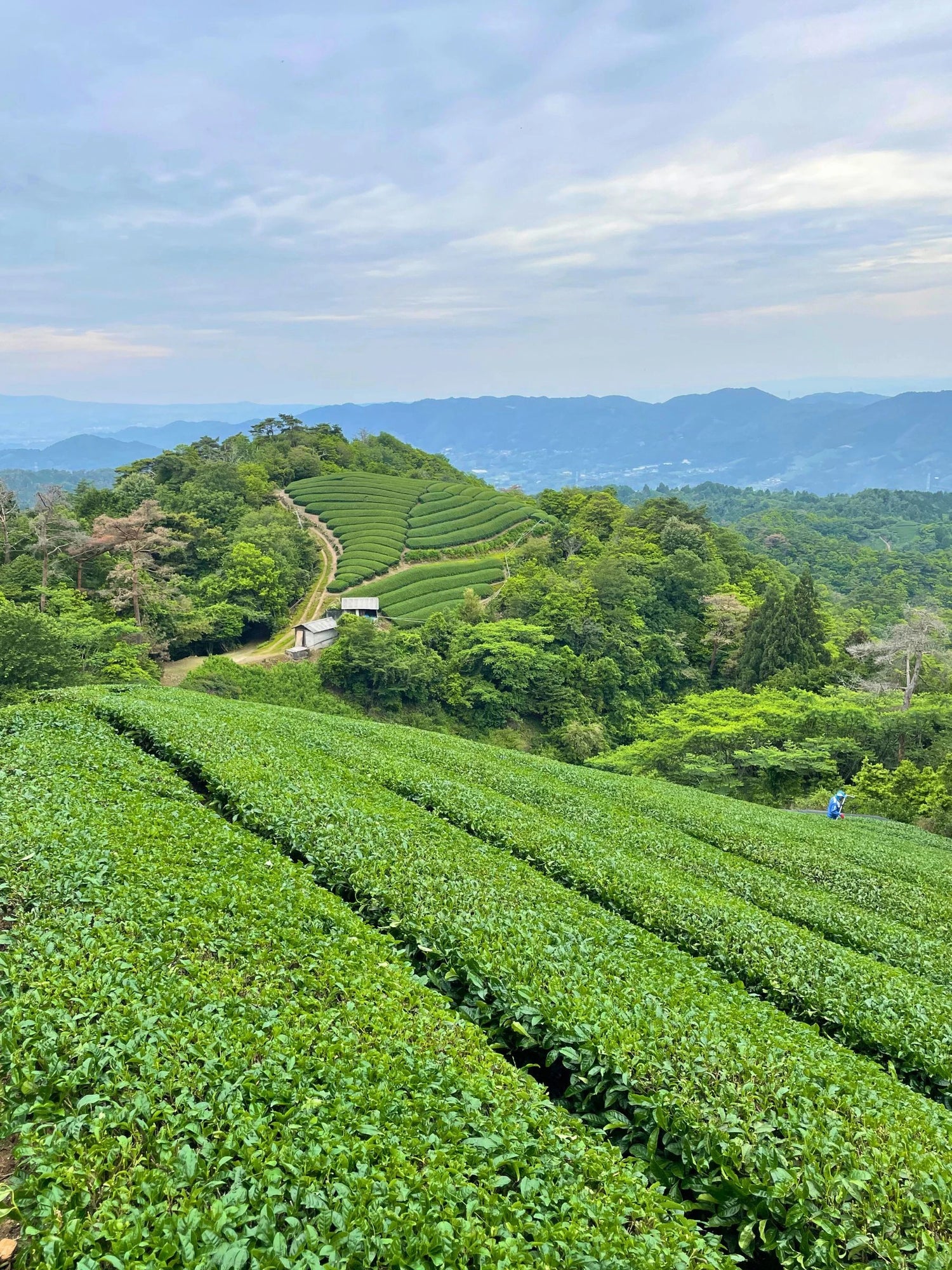 Terraced tea fields in the mountains of Uji, Kyoto, panoramic hillside view of green rows and valley.