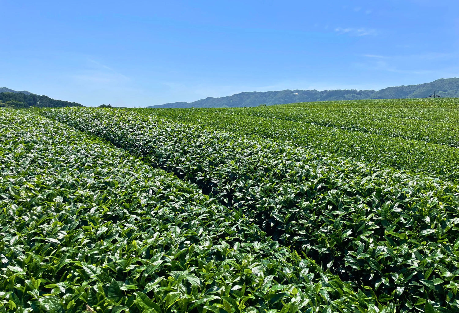 Panoramic Uji, Kyoto tea fields under clear blue sky, lush green rows across the hillside.