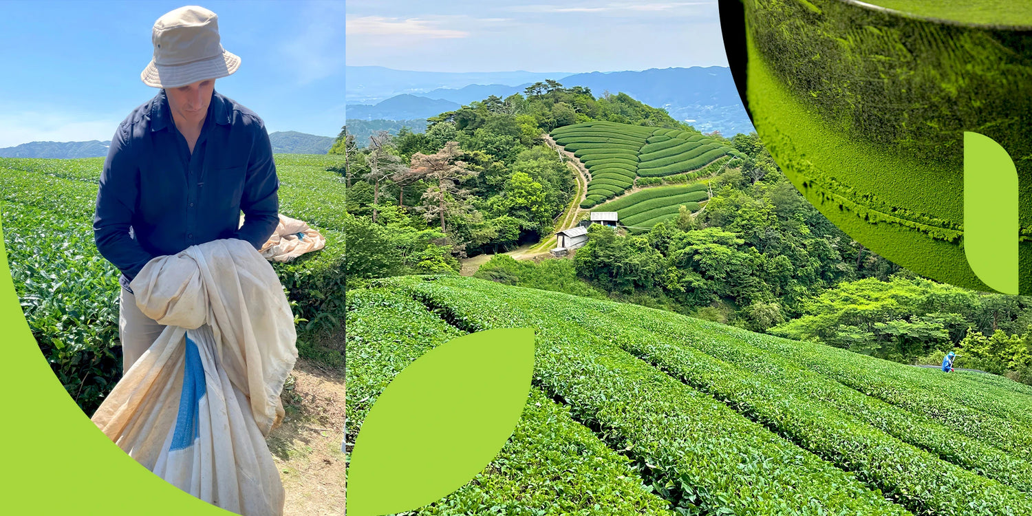 Panoramic Uji, Kyoto tea fields with hand-harvest scene and stone-milling detail; homepage banner for Japanese matcha.