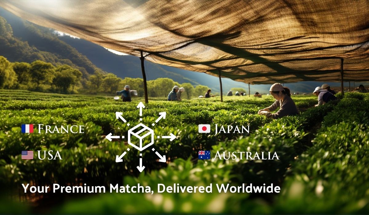 Image of a tea garden in Kyoto with tea leaves being picked for matcha under a shaded roof