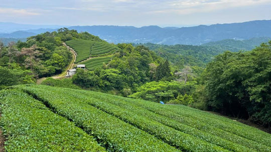 Matcha Shortage & Price Surge in Japan 2025 – What's Really Happening?