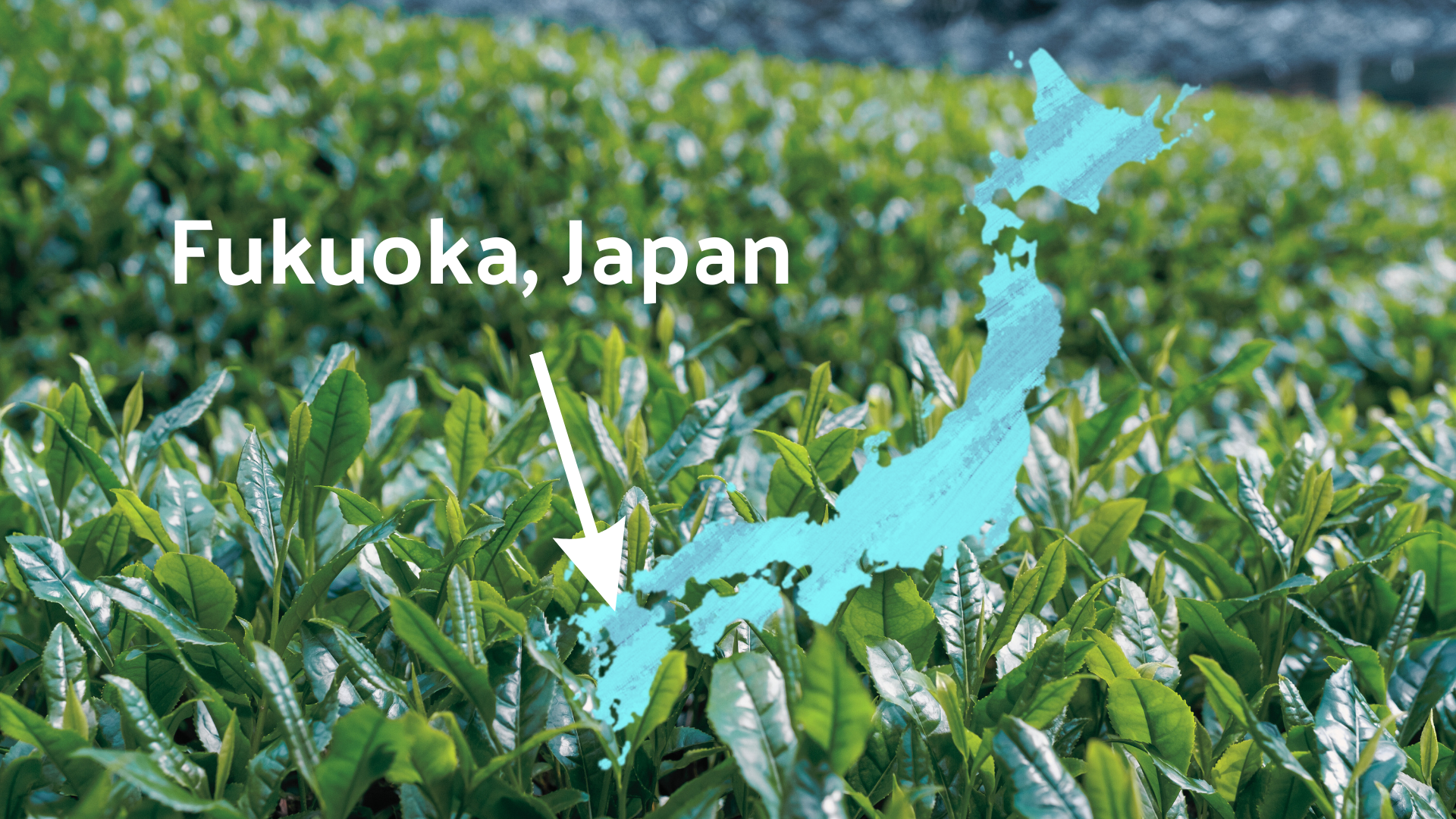 Green tea leaves and a map of Fukuoka in Japan