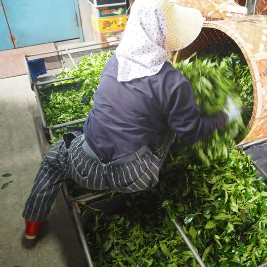 A worker processing matcha tea leaves as they arrive at the steaming and drying facility