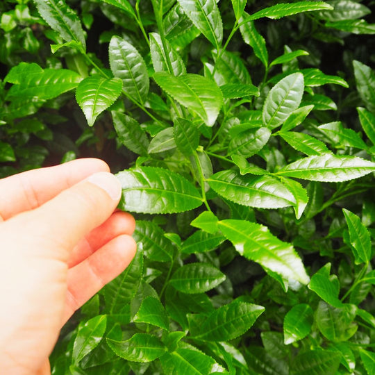 Camellia sinensis tea leaves