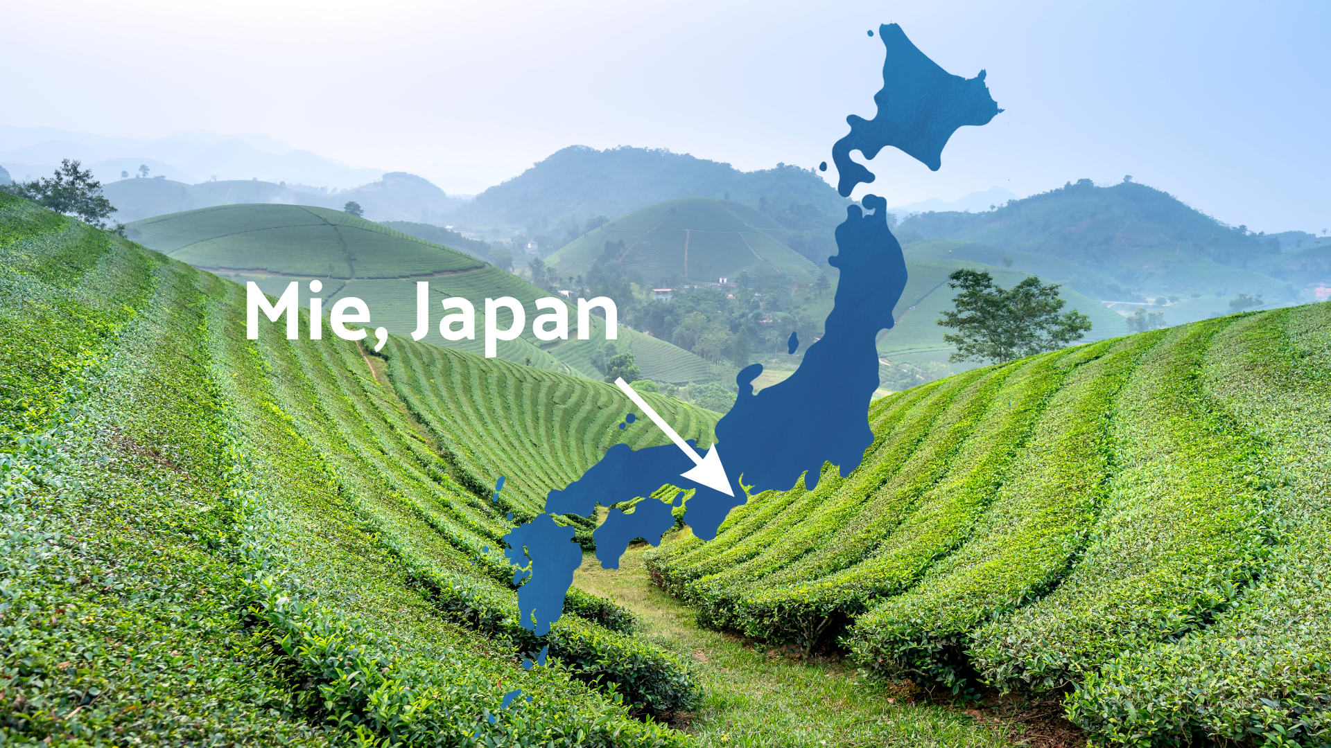 Green tea farm with a map of Mie in Japan