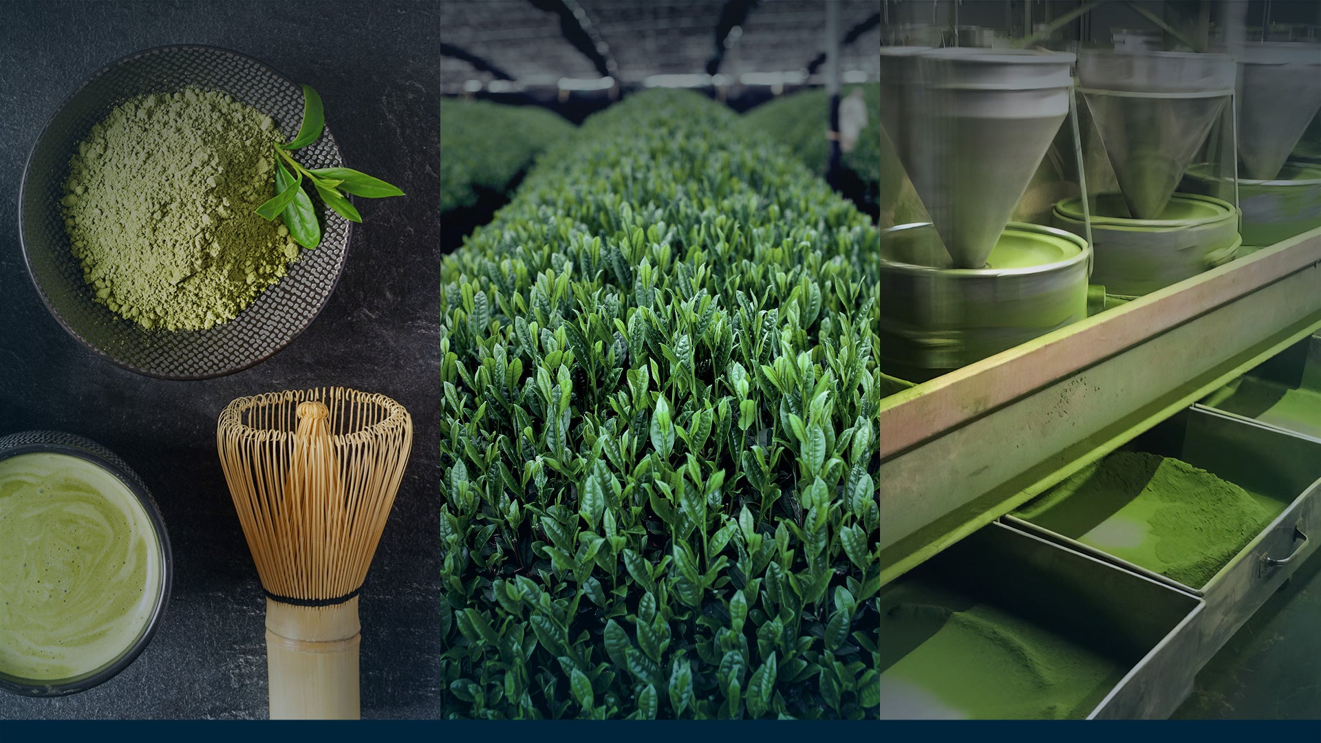 Three-tiered image: matcha powder and chasen, matcha tea plants, stone grinders