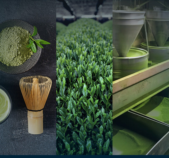 Three-tiered image: matcha powder and chasen, matcha tea plants, stone grinders