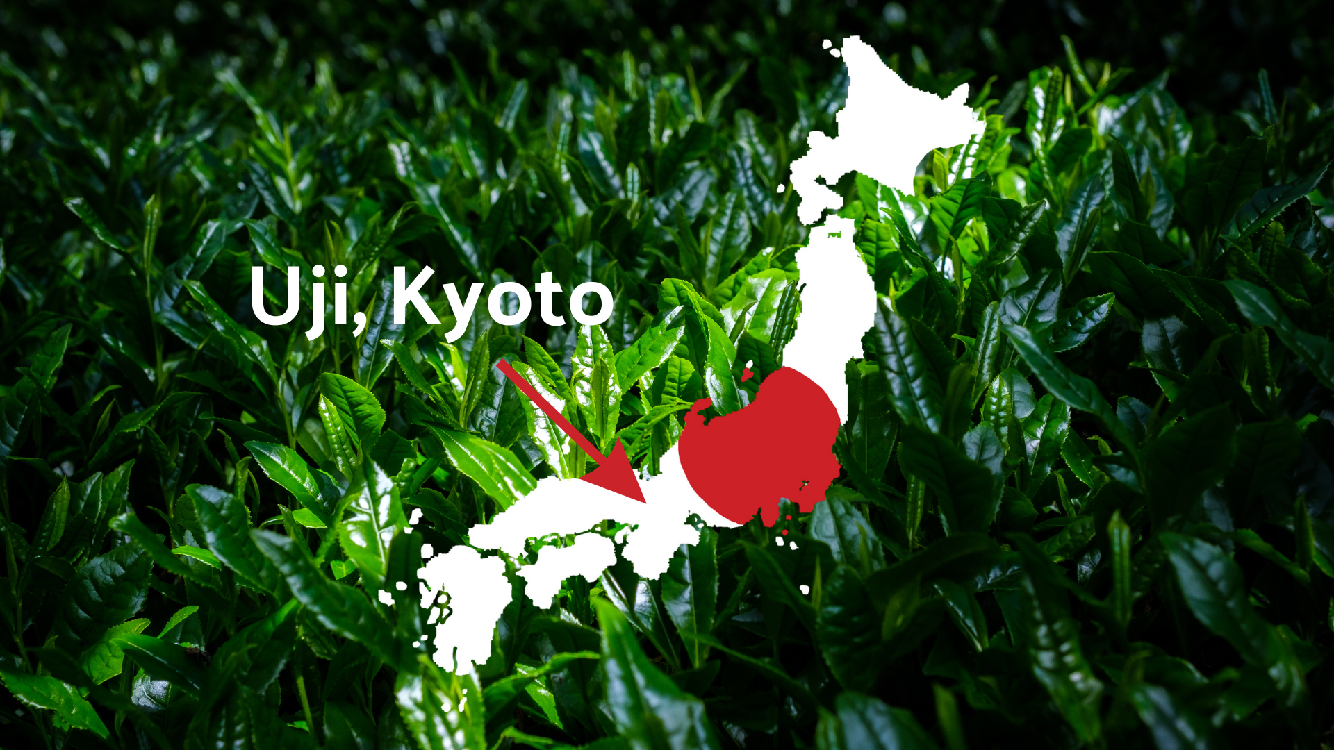 Shaded green tea plants with a map of Japan and an arrow to Uji, Kyoto
