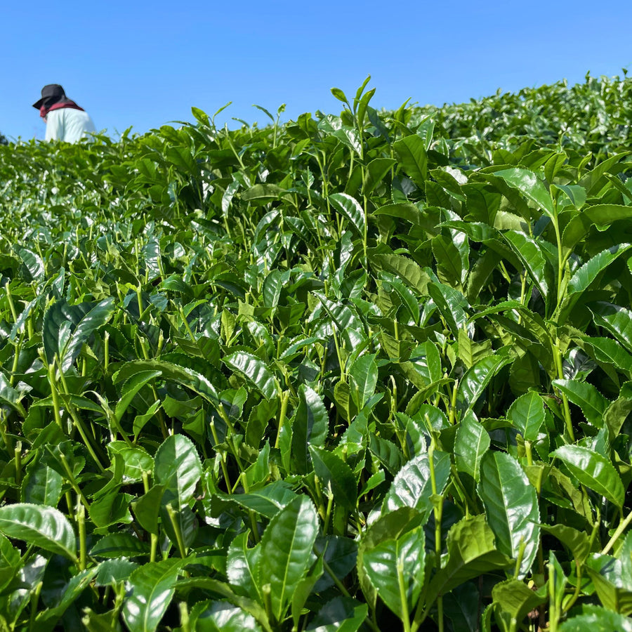 Té verde artesanal Samidori Uji Matcha de origen único