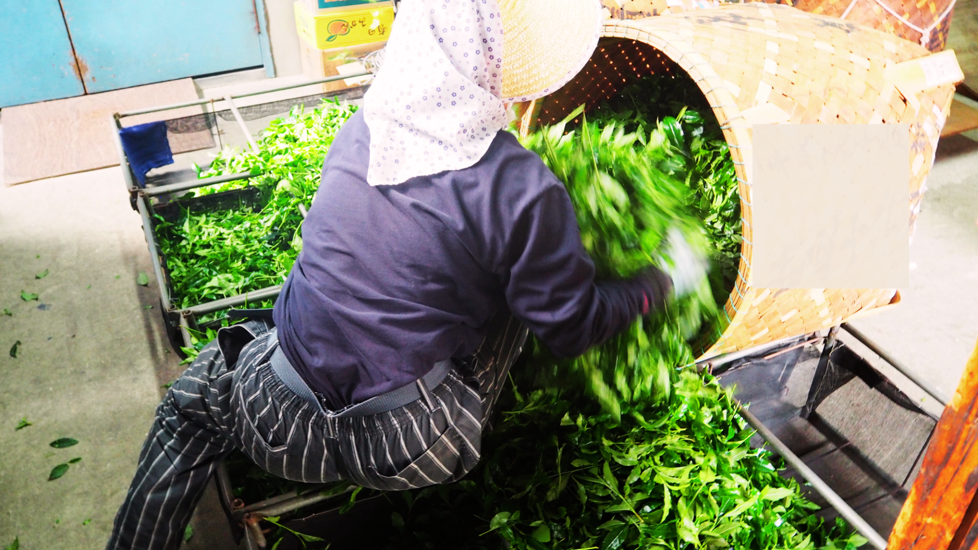 Sorting camellia sinensis green tea leaves at the factory