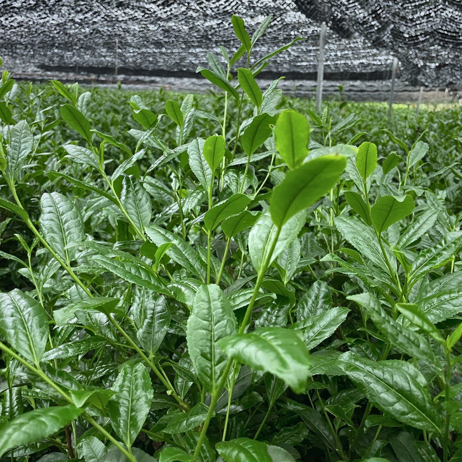 Shaded first spring harvest tea leaves in an Uji matcha field, grown under traditional black netting in Kyoto, Japan.
