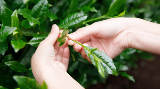 Hands carefully hand-picking tender first spring tea leaves from a shaded tea plant used for high-grade matcha production.