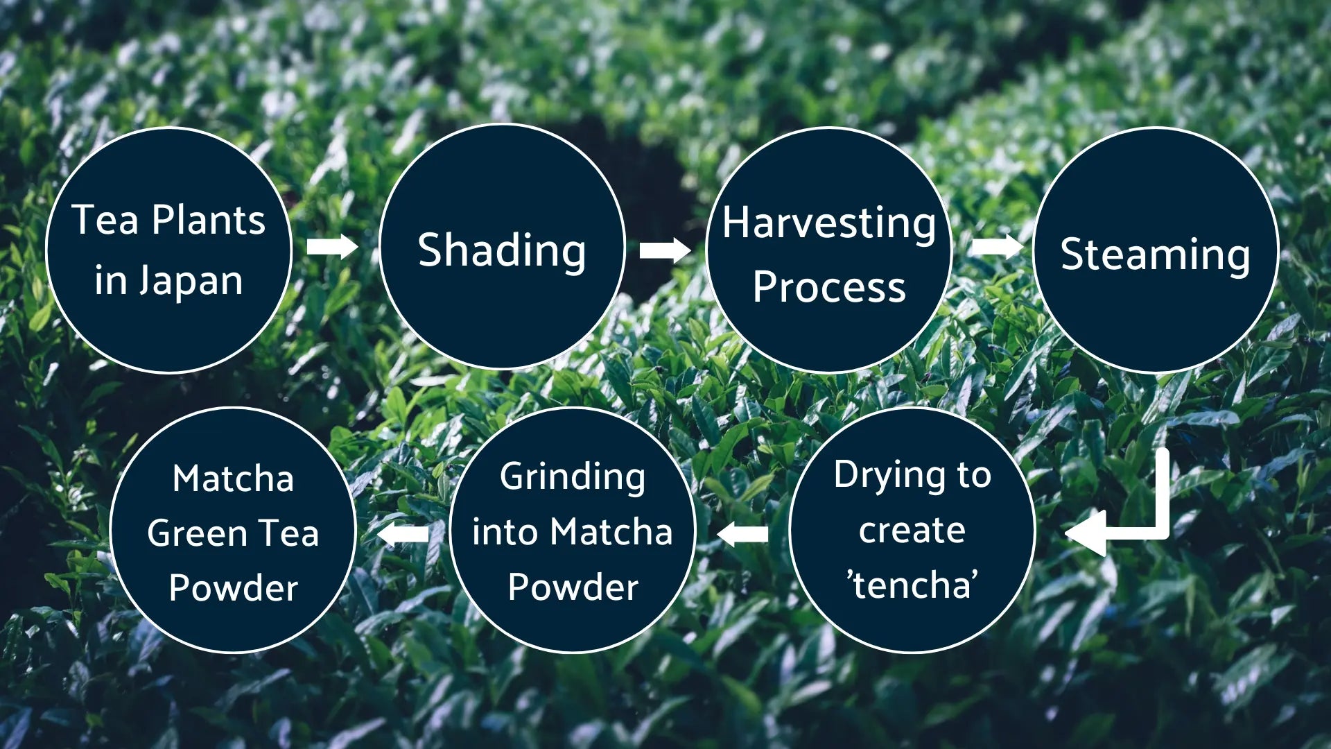 Matcha Making Process How Matcha Is Made | Traditional Japanese Matcha Process