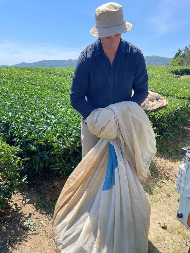 Matcha tea harvest in Kyoto, Japan with tea leaves being collected by hand