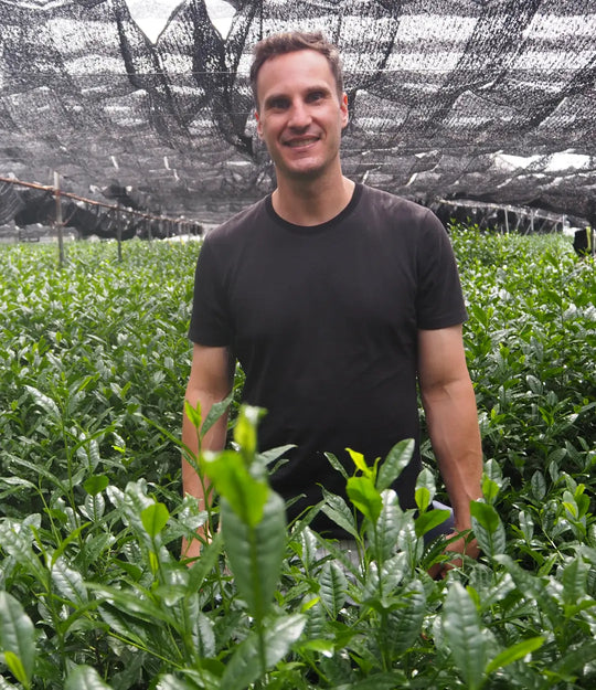 Luke, founder of Premium Health Japan, standing among shade-grown tea plants in a Uji matcha tea field in Kyoto, Japan