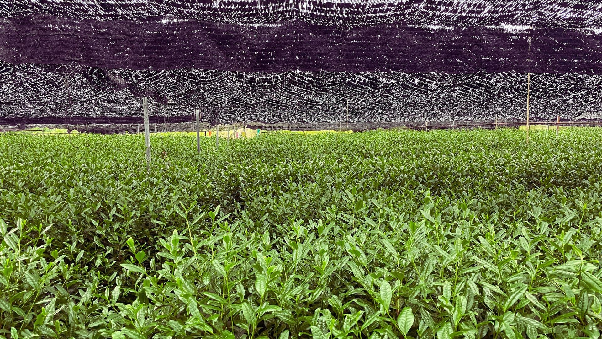 Matcha tea plants growing the traditional way under shade before the spring harvest