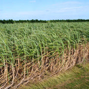 Sugarcane field in Okinawa, Japan where kokuto black sugar is sourced, highlighting the origin of traditional brown sugar syrup