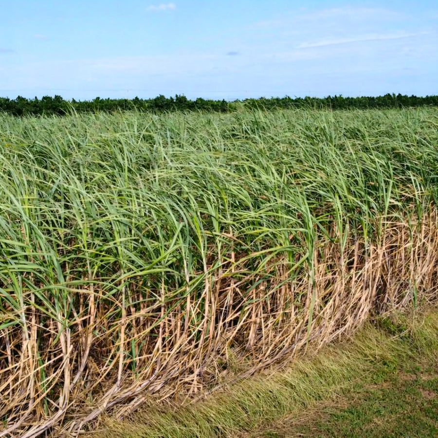 Sugarcane field in Okinawa, Japan where kokuto black sugar is sourced, highlighting the origin of traditional brown sugar syrup