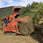 Sugarcane harvesting in Okinawa, Japan for kokuto black sugar production, traditional source of rich brown sugar syrup