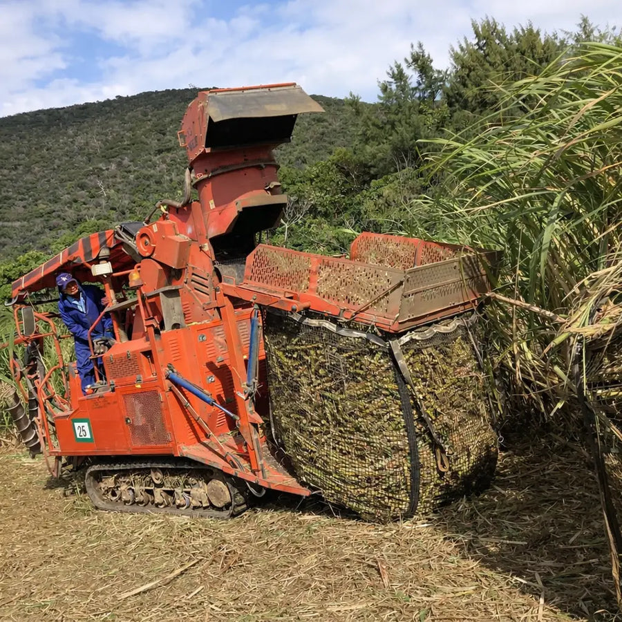 Sugarcane harvesting in Okinawa, Japan for kokuto black sugar production, traditional source of rich brown sugar syrup