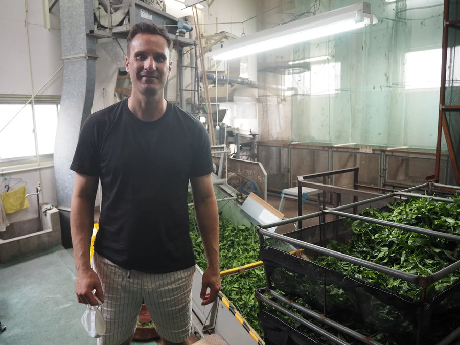Luke, founder of Premium Health Japan, visiting a Japanese matcha processing factory with freshly steamed tencha leaves