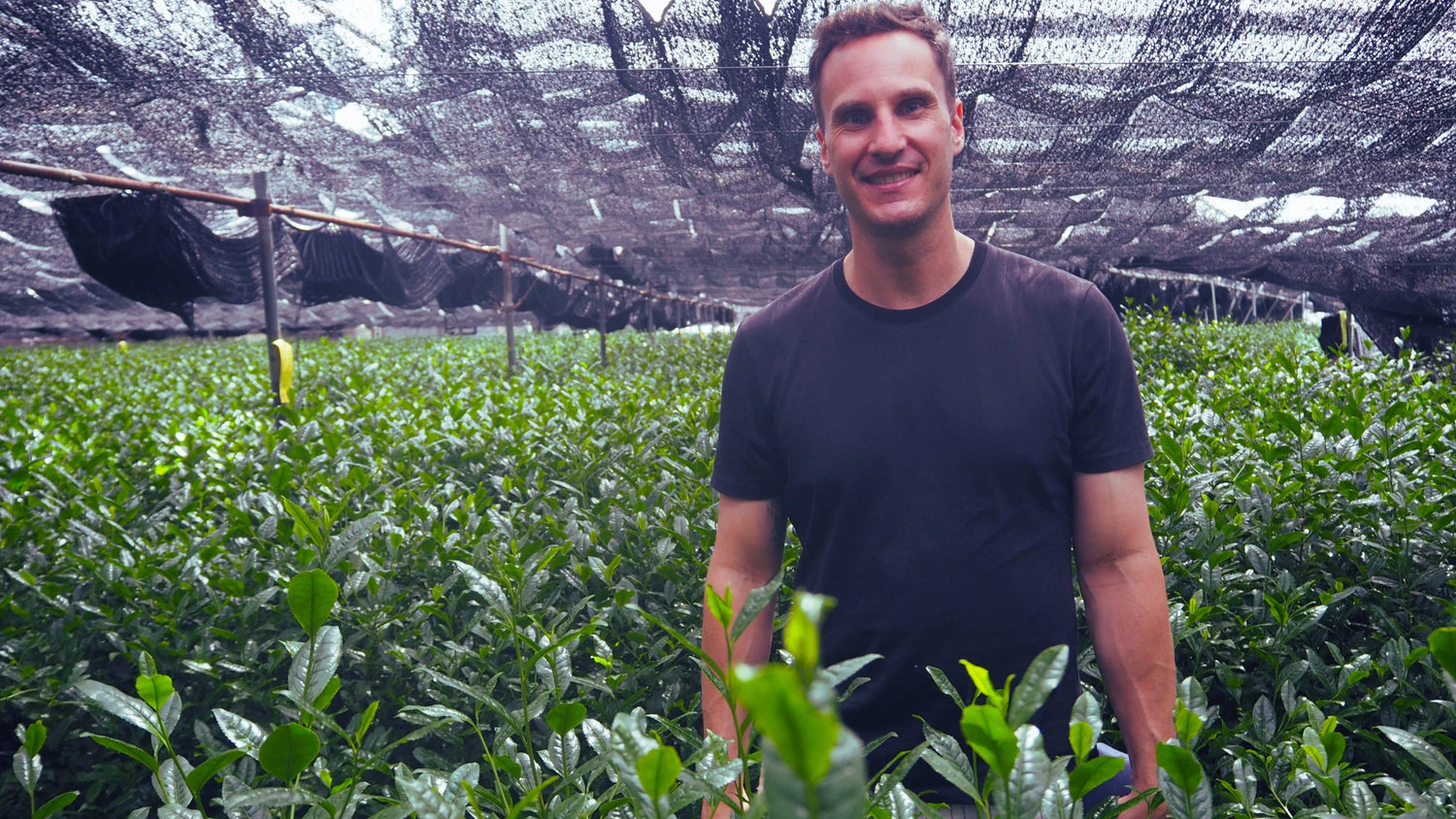 Premium Health Japan founder standing in a shaded Uji tea field in Kyoto, surrounded by lush green matcha tea leaves.