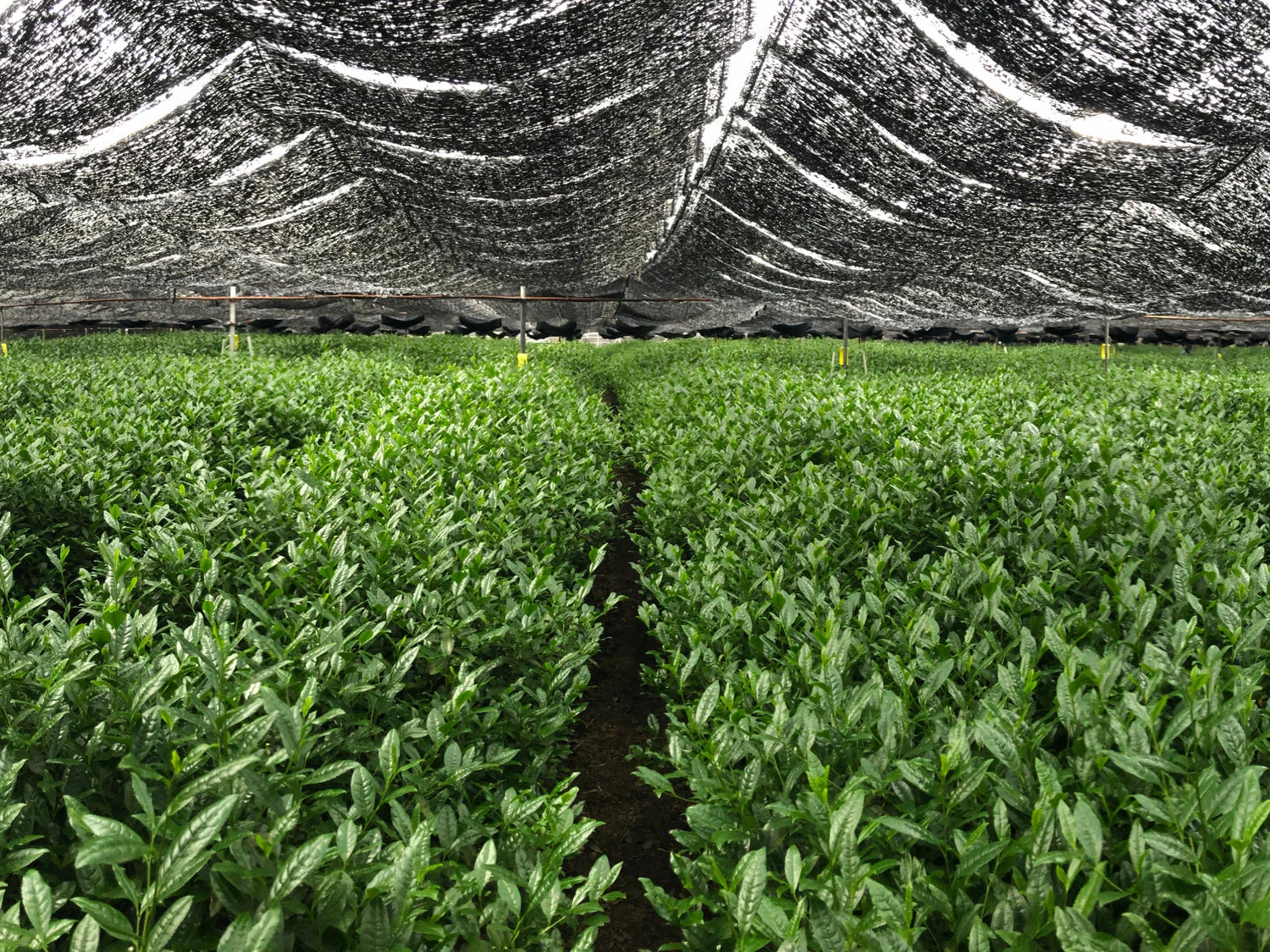 Shaded tea fields in Japan where matcha green tea leaves are grown before harvest.