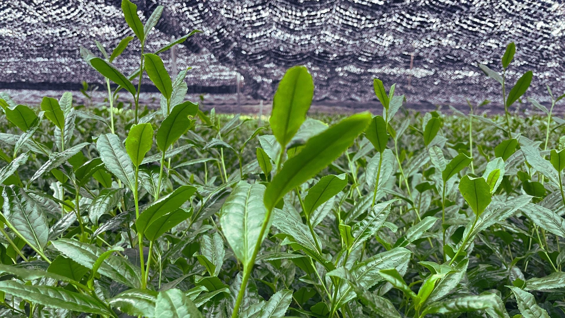 Close up image of matcha tea leaves growing (wide view)