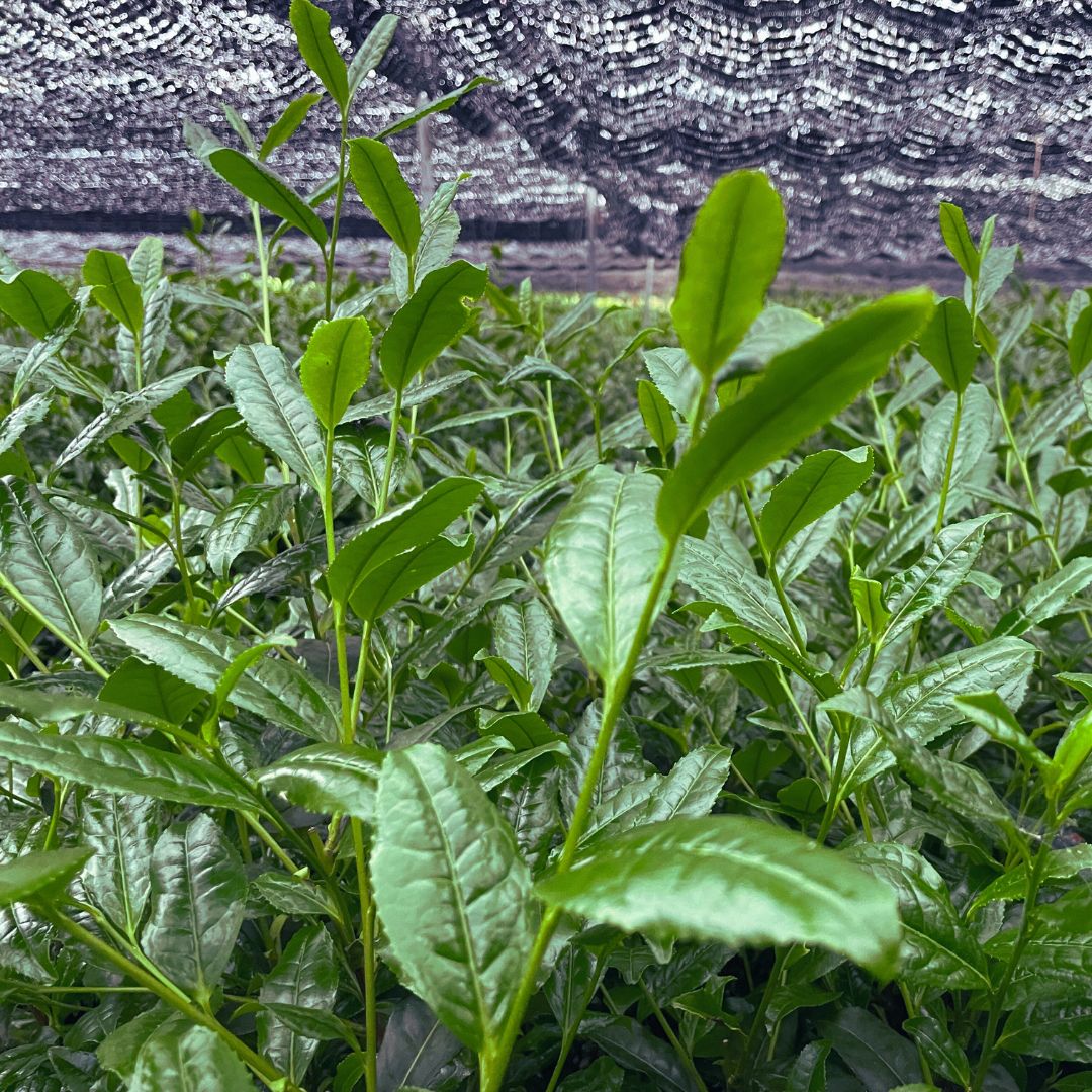 Close up image of matcha tea leaves growing