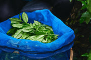 Freshly picked green tea leaves collected in a blue mesh basket during harvest in a shaded Uji tea plantation.