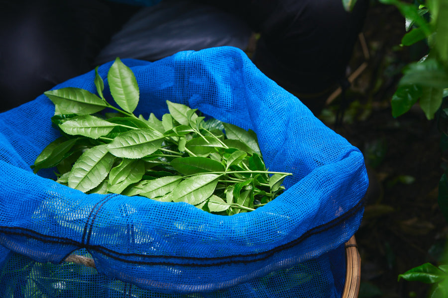 Freshly picked green tea leaves collected in a blue mesh basket during harvest in a shaded Uji tea plantation.