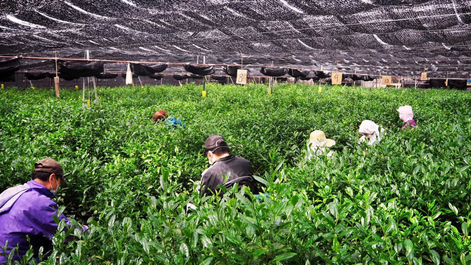 Wide view of tea pickers harvesting shaded Uji, Kyoto tea leaves under canopy nets for premium matcha.