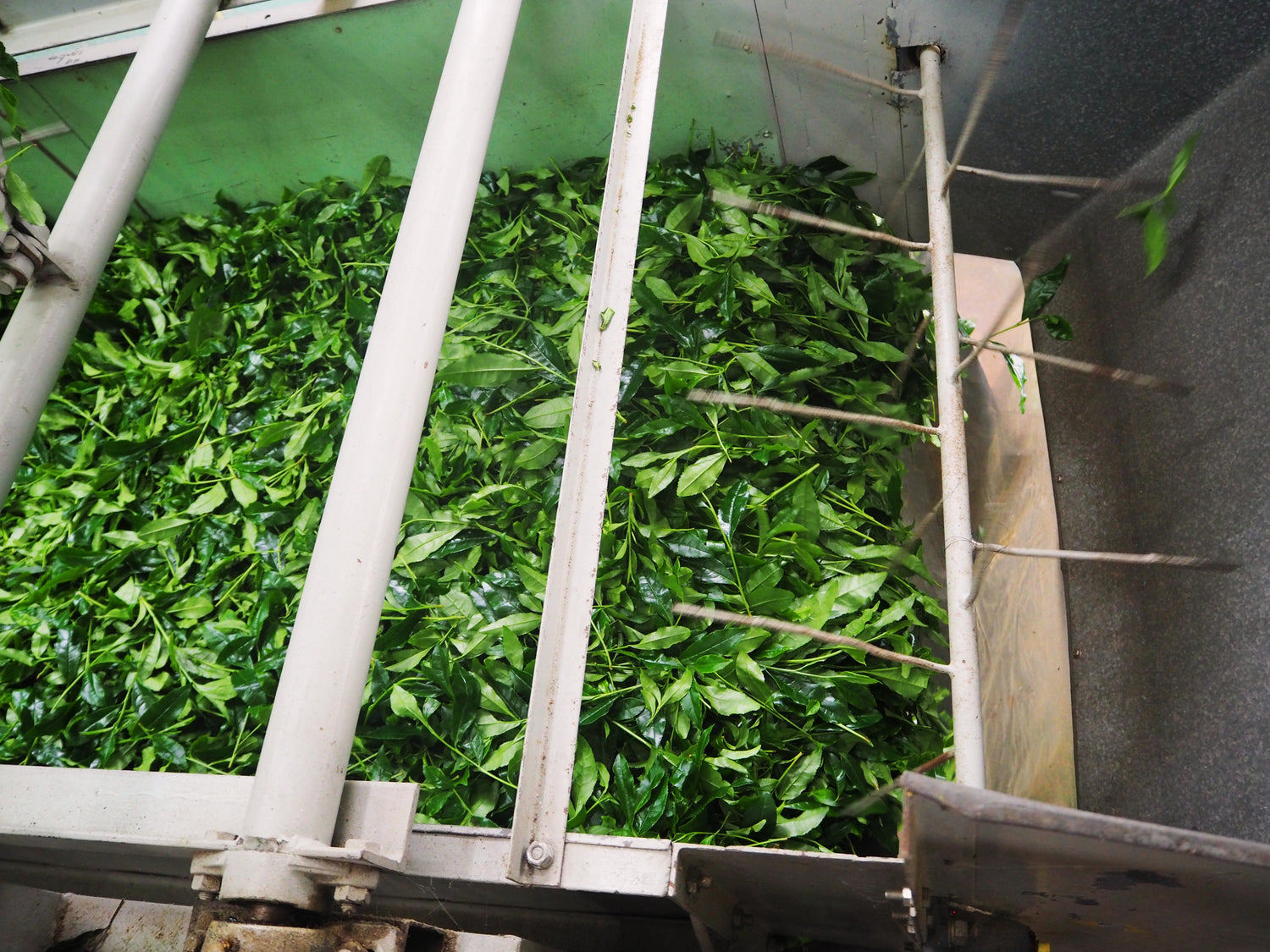 Freshly harvested first spring tea leaves being processed for organic Uji matcha in Kyoto, Japan.
