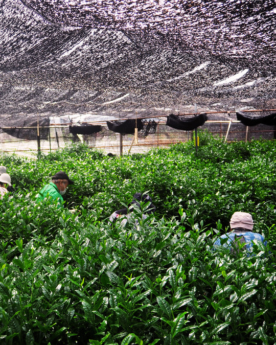 Shaded Uji tea fields with farmers harvesting fresh tencha leaves used for ceremonial grade matcha.