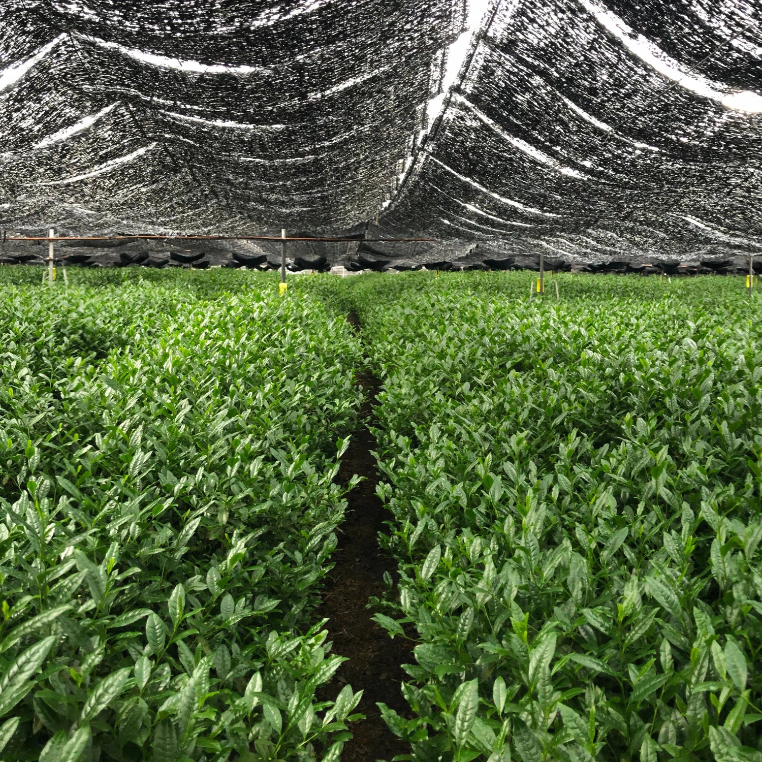 Shaded tea field in Wazuka, Kyoto, showing young tencha leaves growing under traditional canopy covering.