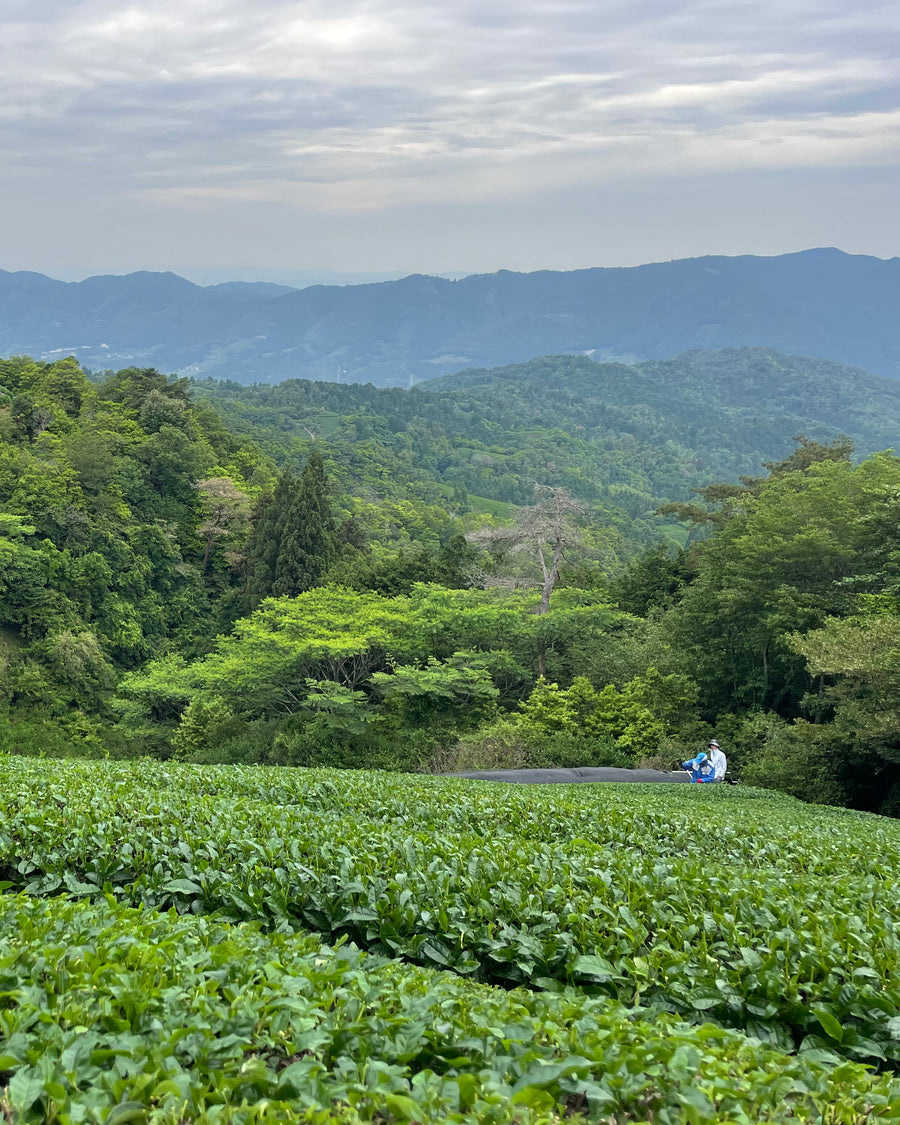 A hillside tea field in Kyoto during the spring harvest, mountains beyond.
