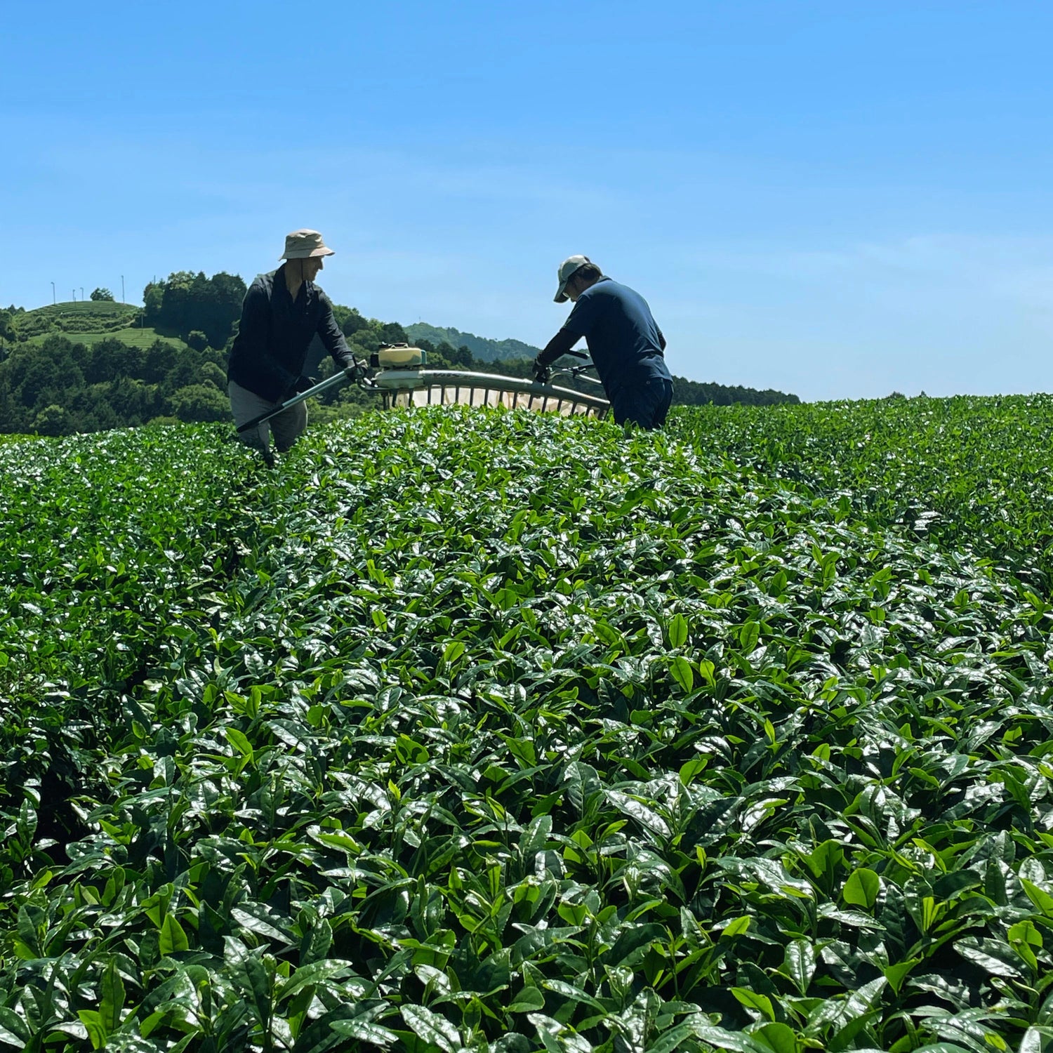 Two workers harvesting fresh tea leaves on a sunny day at a tea farm in Wazuka, Kyoto.