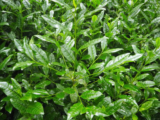 Camellia sinensis tea plant leaves growing in Uji, Kyoto, Japan — source of Premium Health Japan organic matcha